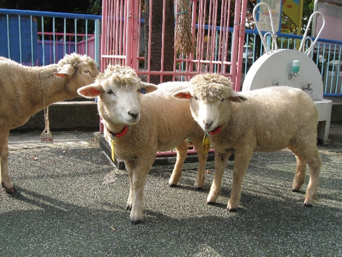 今年は 未年 関東でも羊に会えるスポットまとめ プレスリリース配信サービス Valuepress